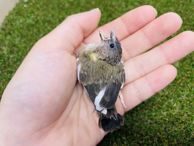 十姉妹（ジュウシマツ）