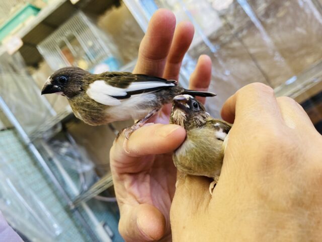 十姉妹（ジュウシマツ）