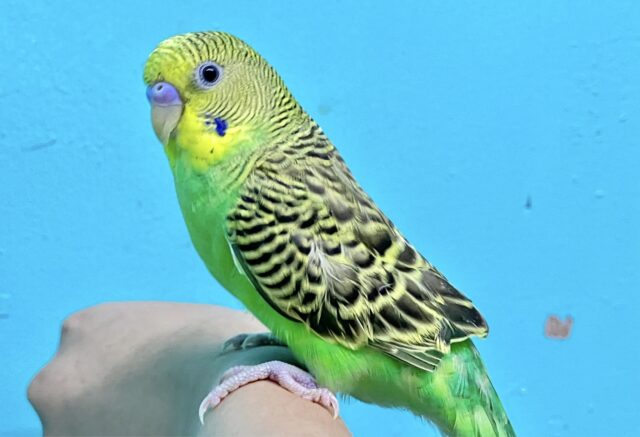 セキセイインコ