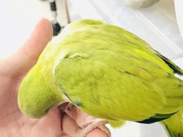 オキナインコ