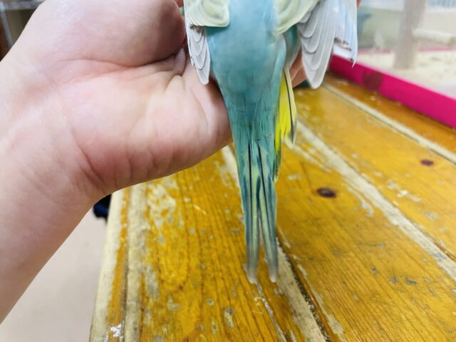 セキセイインコ