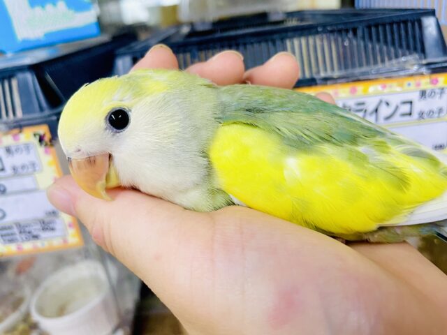 コザクラインコ（小桜インコ）