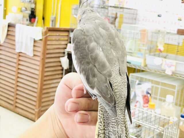 オカメインコ