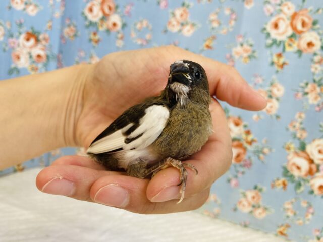 十姉妹（ジュウシマツ）