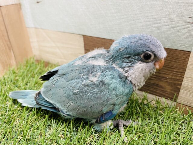 オキナインコ