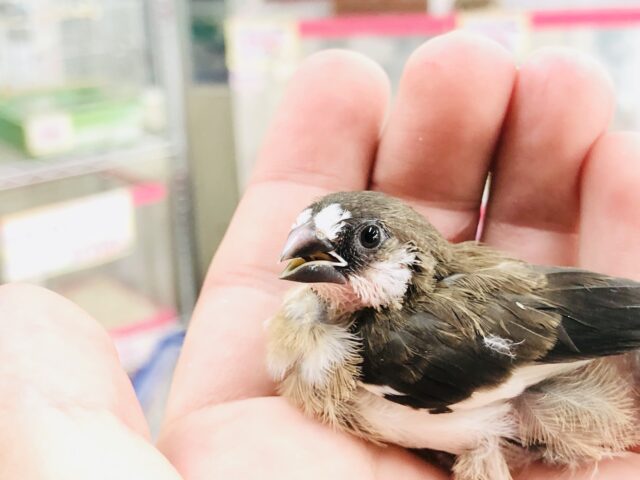 十姉妹（ジュウシマツ）