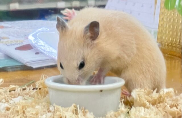 ゴールデンハムスター