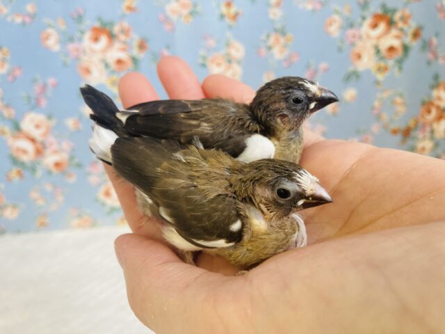 十姉妹（ジュウシマツ）