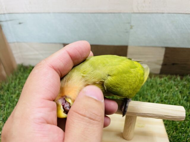 コザクラインコ（小桜インコ）