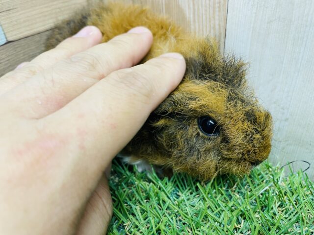 テッセルモルモット