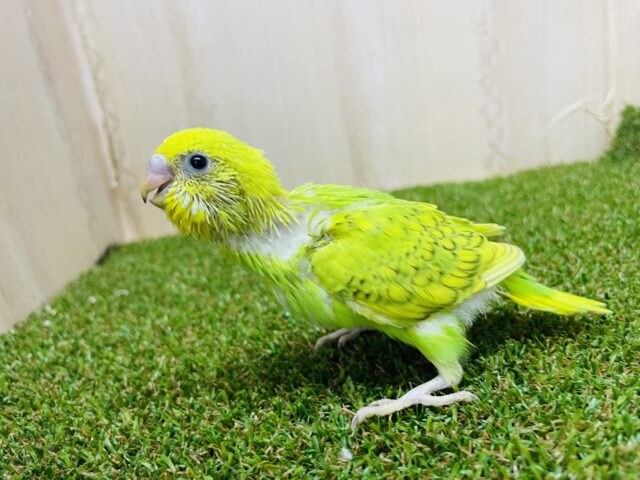 セキセイインコ