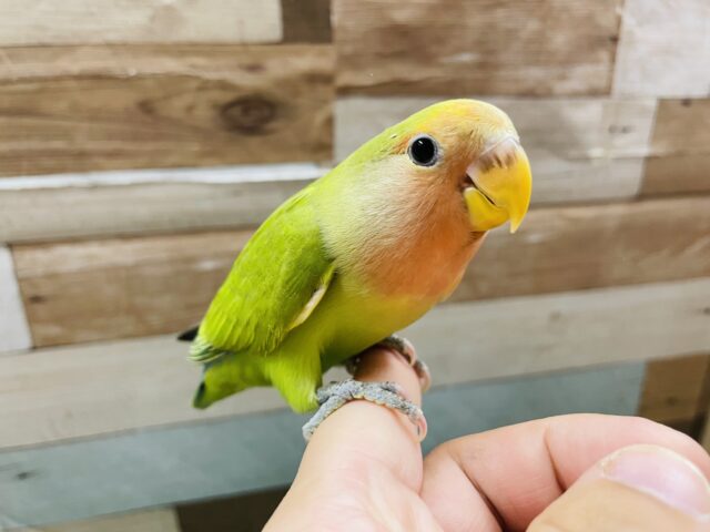 コザクラインコ（小桜インコ）