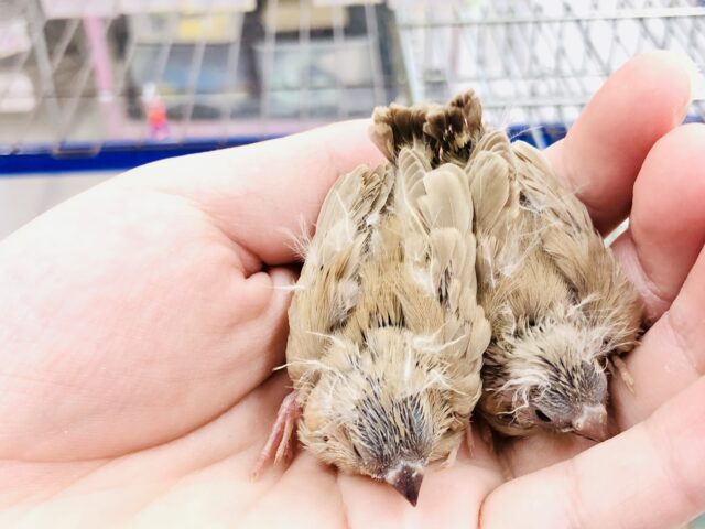 錦花鳥（キンカチョウ）