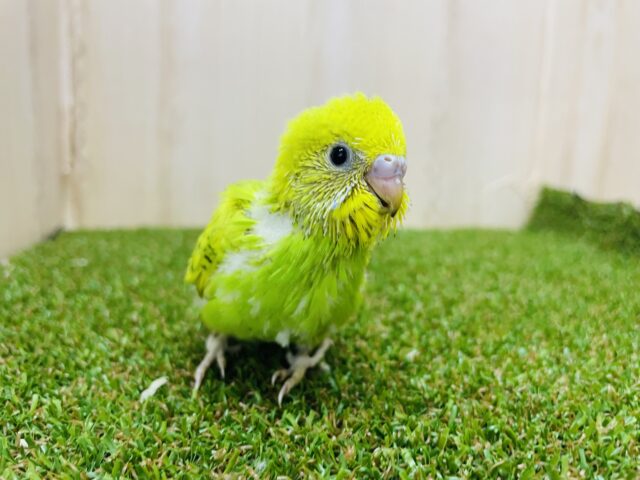 セキセイインコ