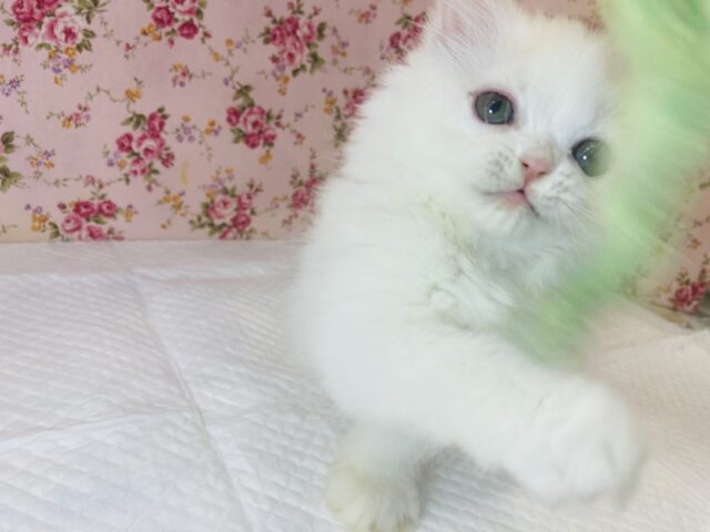 フォールデックス