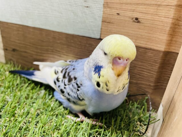 ジャンボセキセイインコ