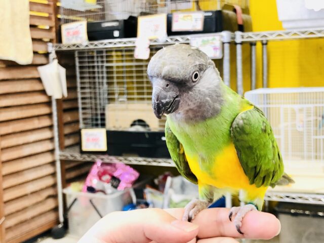 セネガルパロット