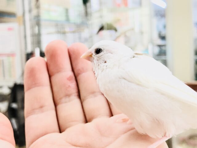 十姉妹（ジュウシマツ）