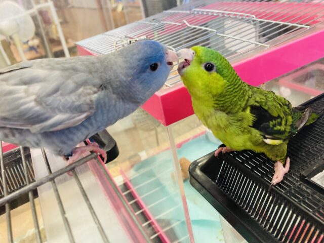 サザナミインコ