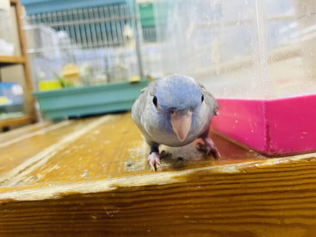 サザナミインコ