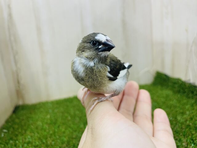 十姉妹（ジュウシマツ）