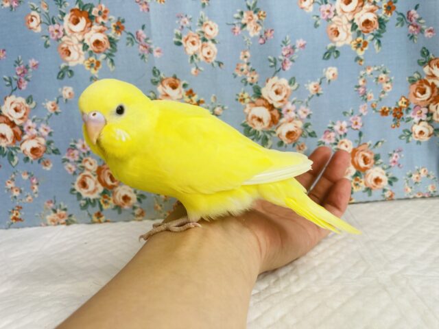 セキセイインコ