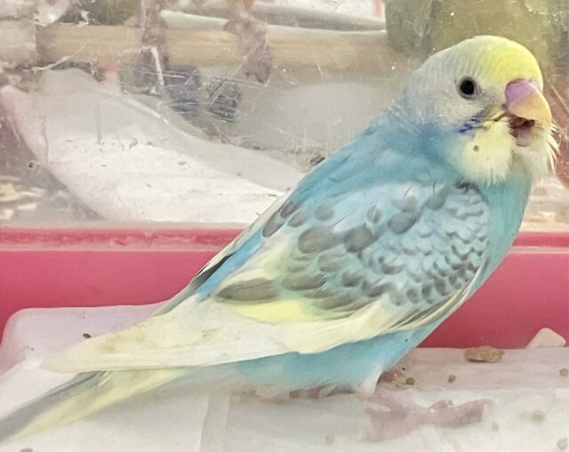 最新画像あります✨️綺麗な色💛セキセイインコ (レインボーパイド) 2023年7月生まれ セキセイインコ