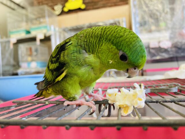 サザナミインコ