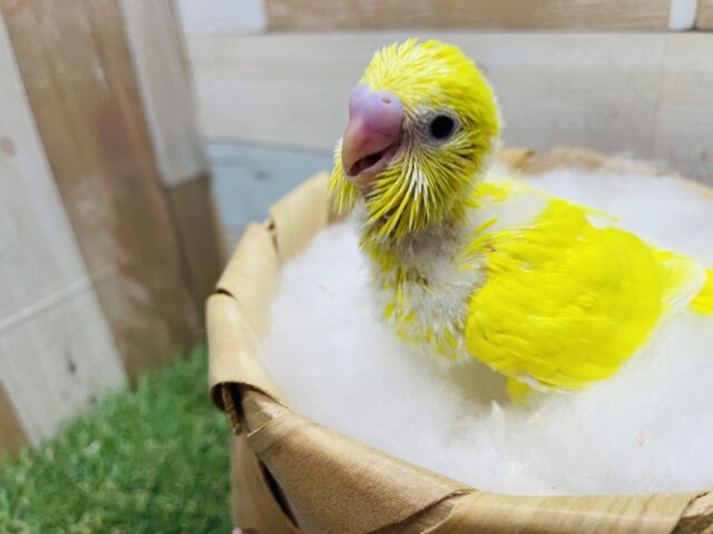 セキセイインコ