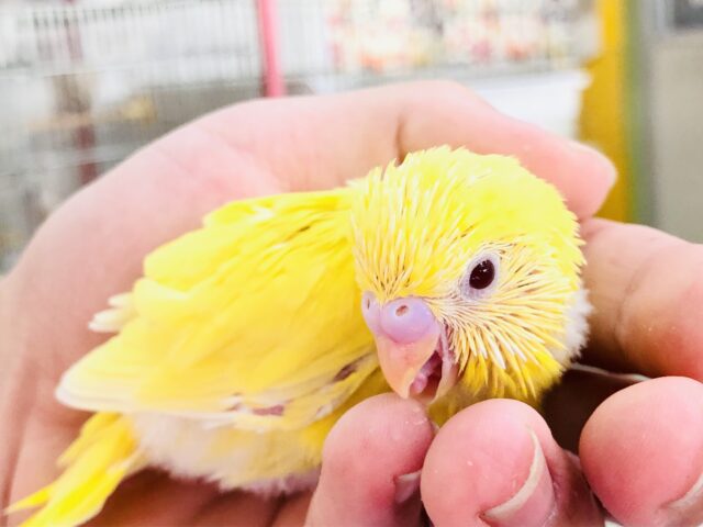 セキセイインコ