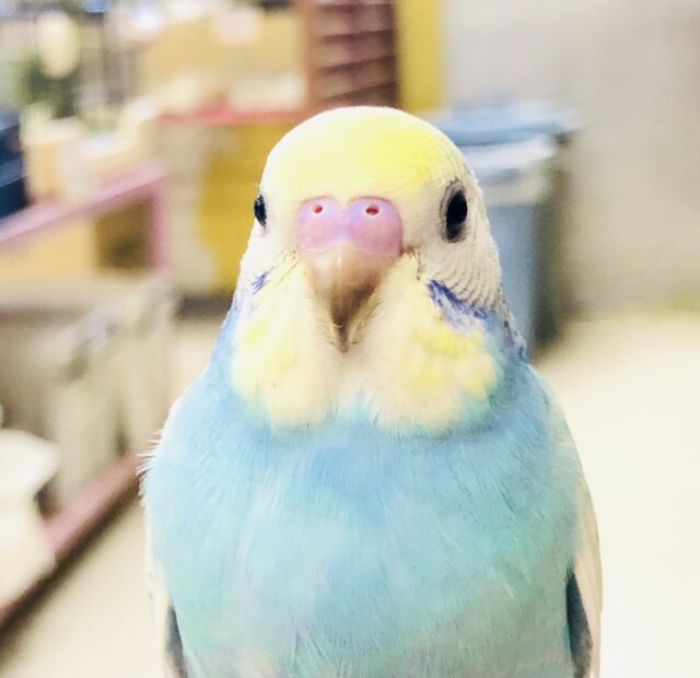 セキセイインコ