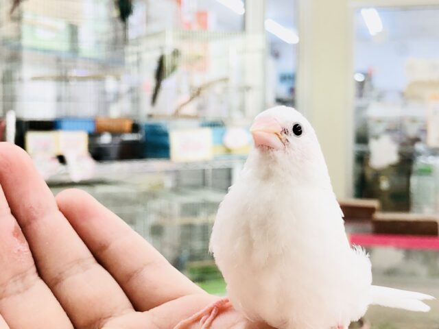 十姉妹（ジュウシマツ）