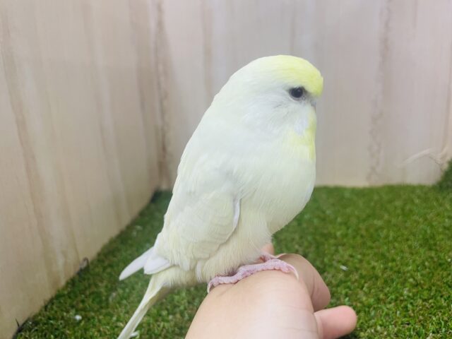ジャンボセキセイインコ
