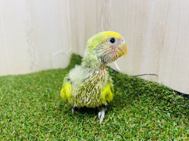 コザクラインコ（小桜インコ）