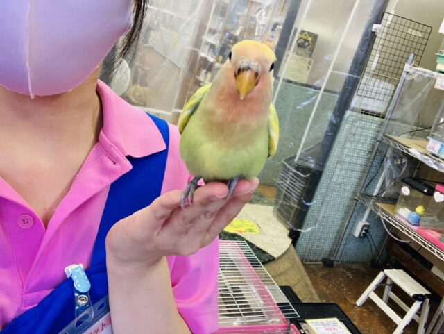 コザクラインコ（小桜インコ）