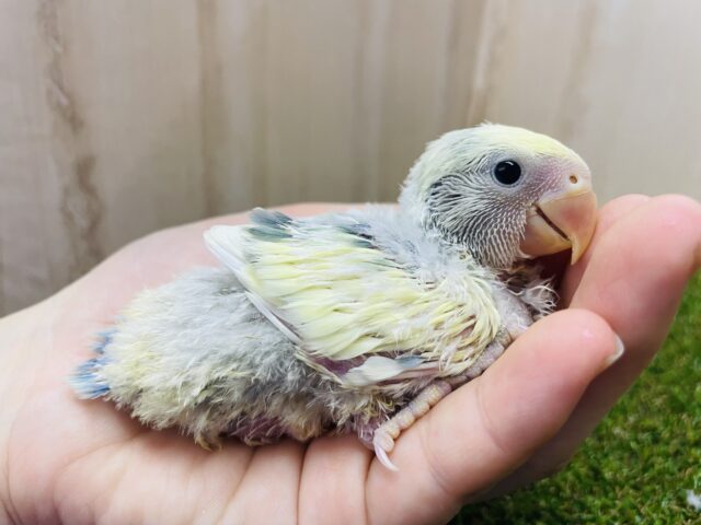 コザクラインコ（小桜インコ）