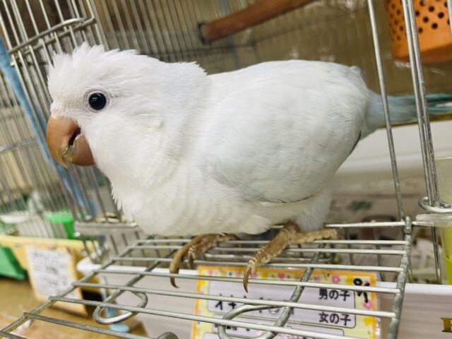オキナインコ