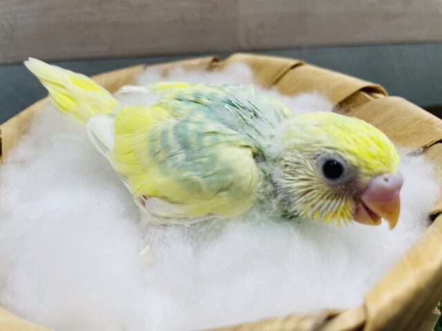 セキセイインコ