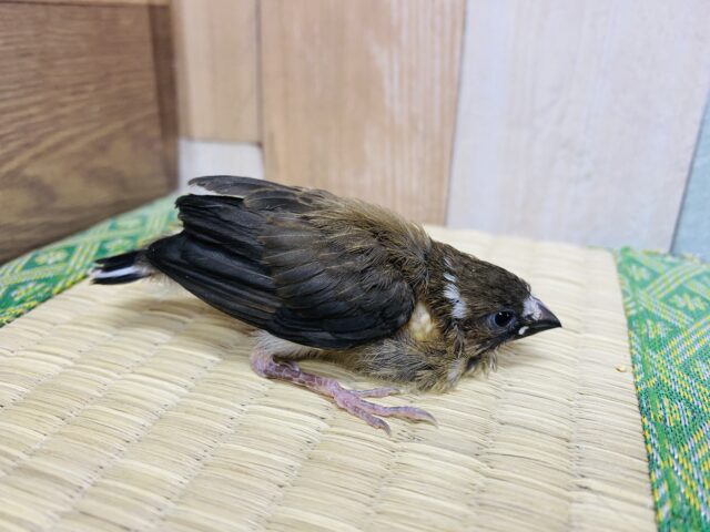 十姉妹（ジュウシマツ）