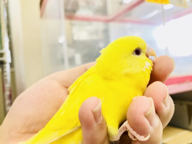 セキセイインコ