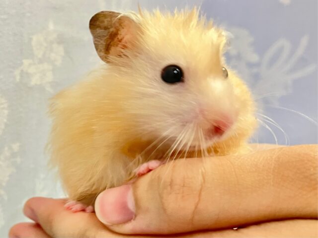 ゴールデンハムスター