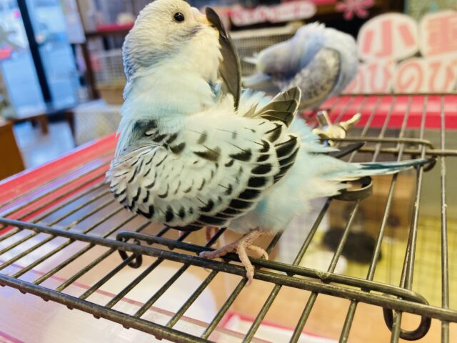 セキセイインコ