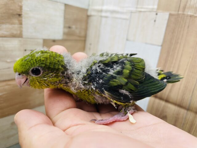 サザナミインコ