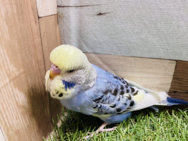 ジャンボセキセイインコ