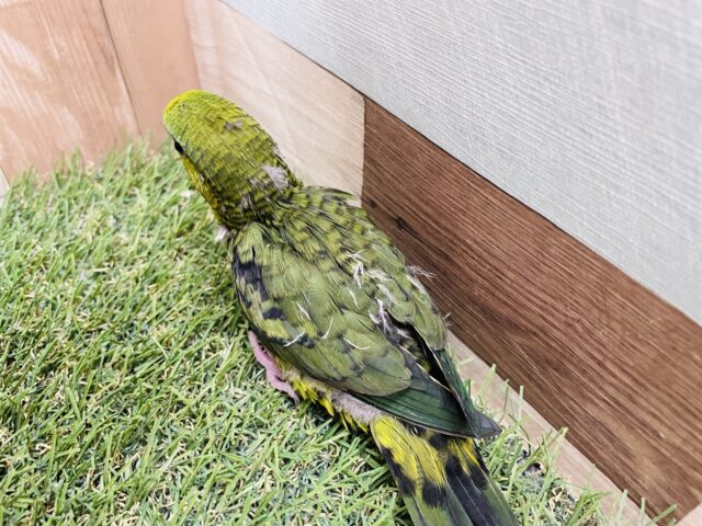 サザナミインコ