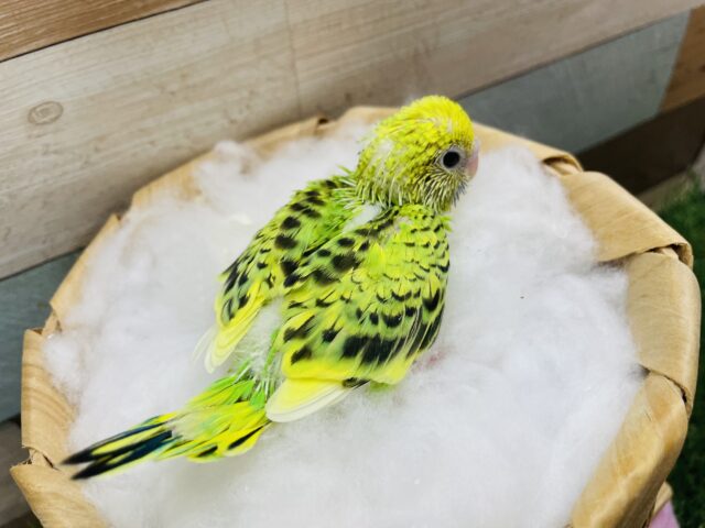 セキセイインコ