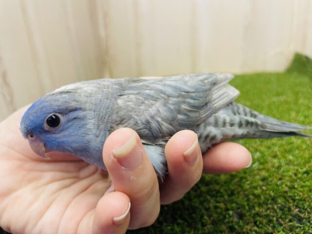 サザナミインコ