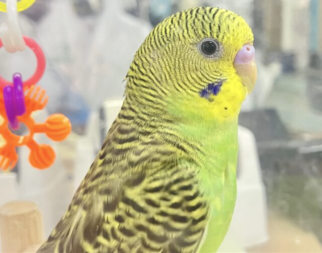 セキセイインコ