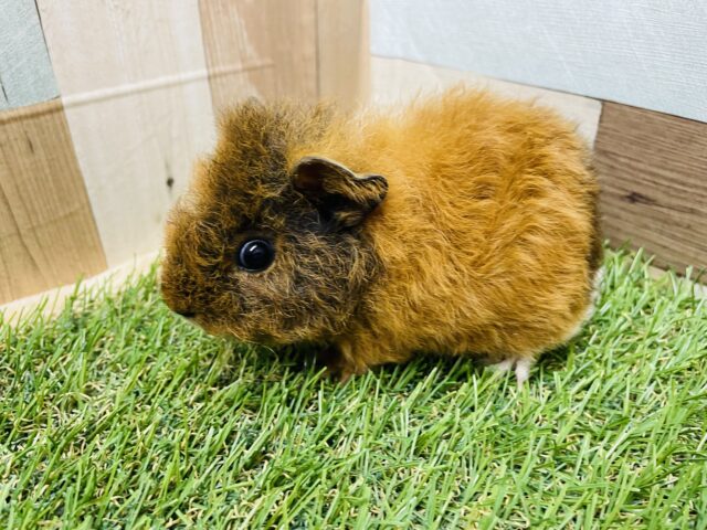 テッセルモルモット