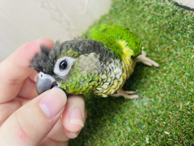 ワキコガネウロコインコ